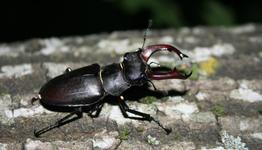 LEZIONI DI BOSCO - Sei, otto, cento, mille zampe - Domenica 26 giugno 2022